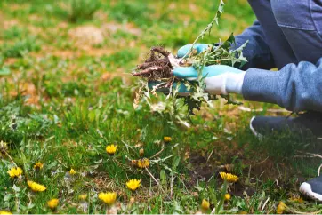 Reputable Yard Cleanup Fresno CA Reputable Yard Cleanup Fresno CA