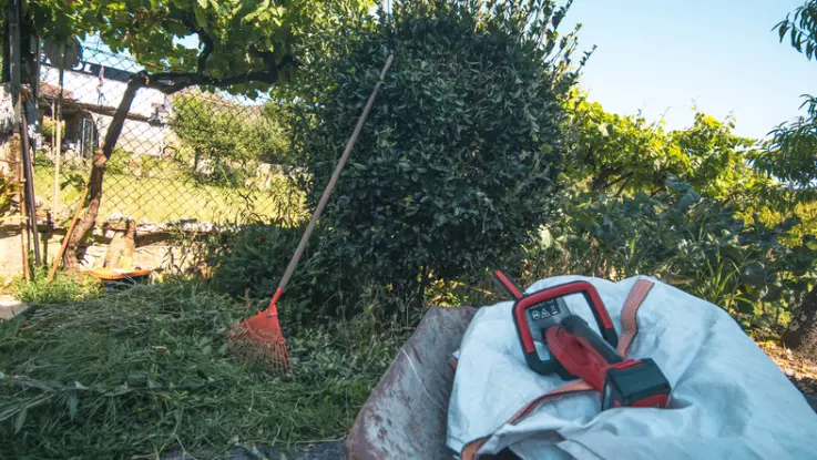 The Impact Of Yard Cleanup On Pest Prevention Fresno CA The Impact Of Yard Cleanup On Pest Prevention Fresno CA