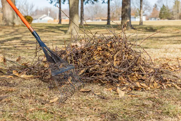 The Impact Of Yard Cleanup On Pest Prevention in Fresno CA The Impact Of Yard Cleanup On Pest Prevention in Fresno CA
