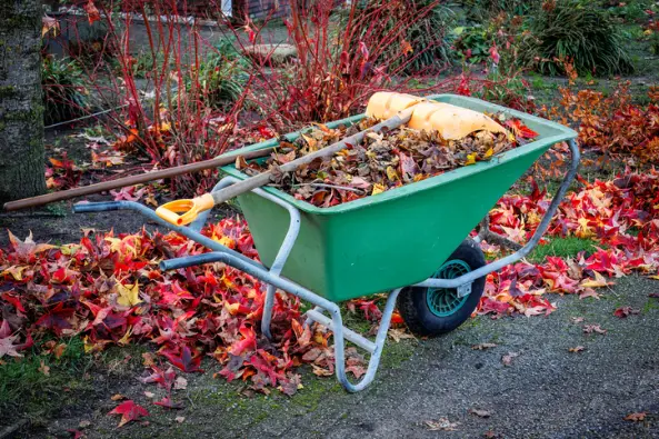 What To Expect During A Professional Yard Cleanup Service in Fresno CA What To Expect During A Professional Yard Cleanup Service in Fresno CA